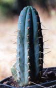 San Pedro cactus